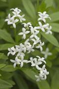Galium odoratum,wood druff,sweetruff,wild babys breath ,master of the woods